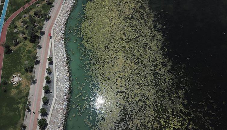 Yine yeşillendi İzmir sahili! Telefonu çalan uzmanlar sahile koştu