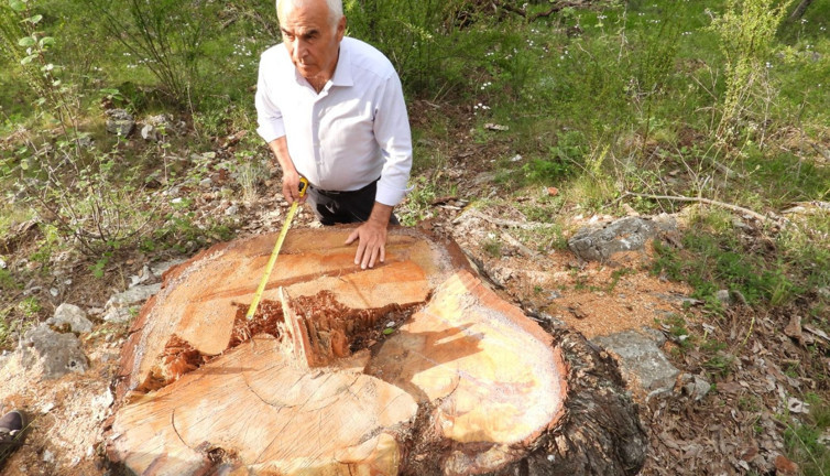 AKP’li vekil, anıt ağaç katliamına tepki gösterdi: 500 ila 1200 yaşlarındaydılar!