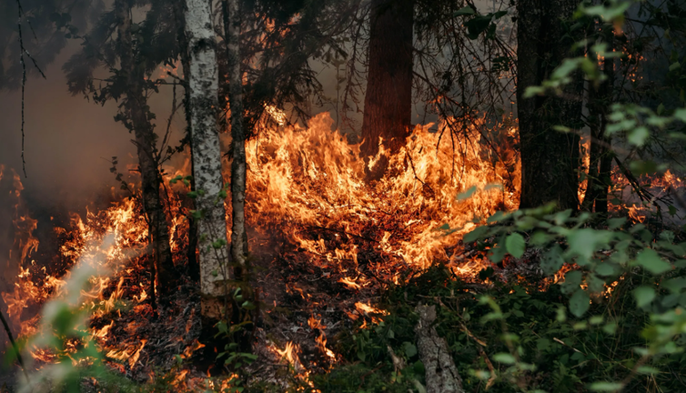Ormanları koruma bahanesiyle Orman Bakanlığı'ndan fırsat fırsattır talimatı: Bakın ne yapılacak