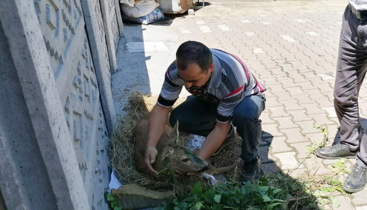 Köpeklerden kaçarken yaralanan karaca koruma altına alındı