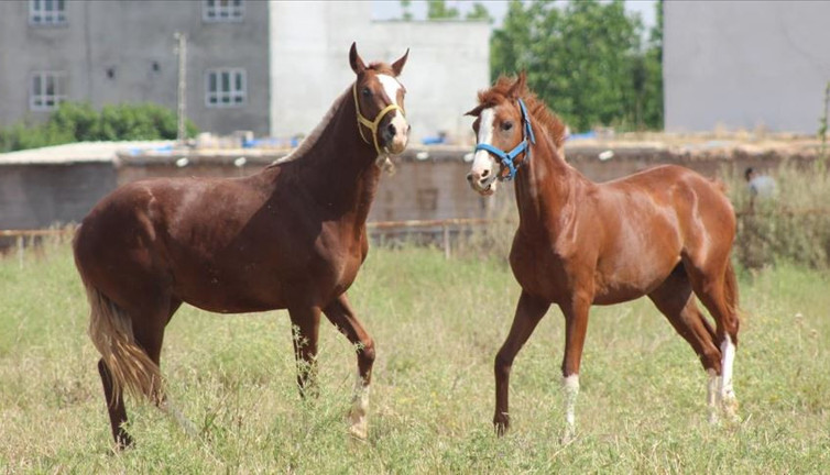 60 safkan atı ihaleyle satışa çıkıyor