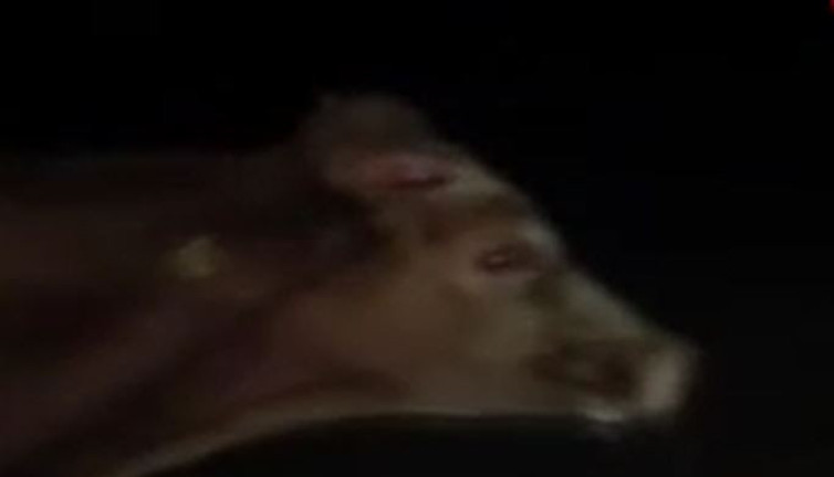 Kaçan ineğin boynuzu araca saplandı