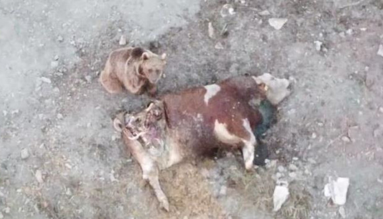 Tosunu yiyen ayıyı kilometrelerce kovaladı. Ayı neden kaçtığını anlayamadı