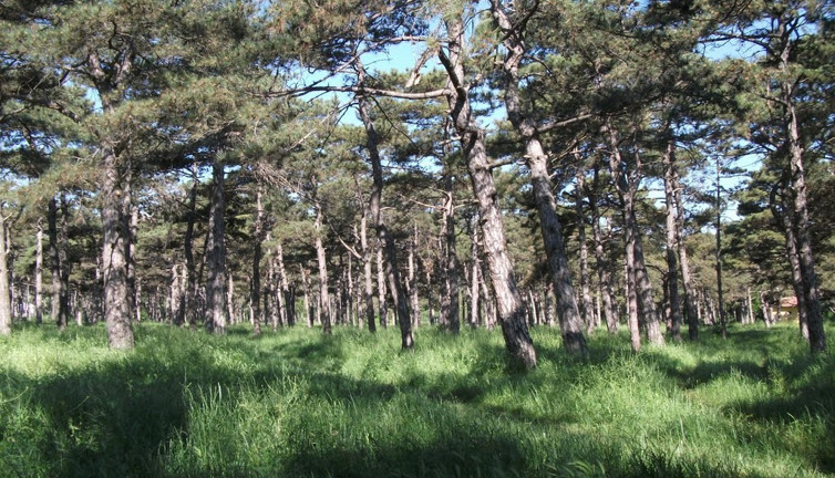 Tekirdağ’da ormanlara girişler yasaklandı