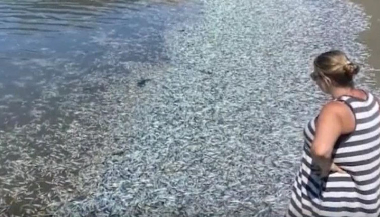 ABD'de gökyüzünden hamsi yağıyor. Şaka değil gerçek