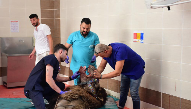 Deveye implant tedavisi. Alt çene kemiği kırıldı