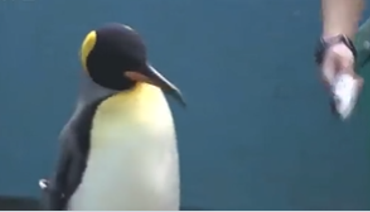 Yiyeceklerine zam geldi akvaryumdaki hayvanlar isyan etti. Enflasyon onları da vurdu