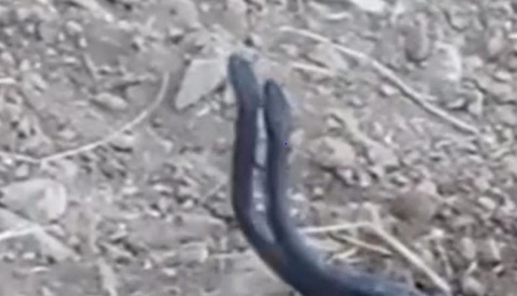 Yılanların korkutan dansı