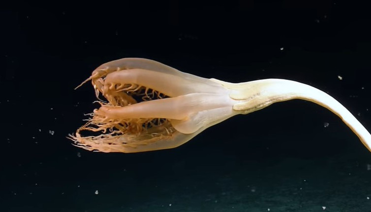 Uzunluğu 2 metre | 3 bin metre derinde yeni canlı keşfedildi