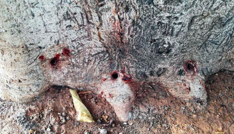 Vicdanınız kurusun. Yarım asırlık ağaca zulüm. Matkapla 9 delik açıp asit enjekte ettiler.