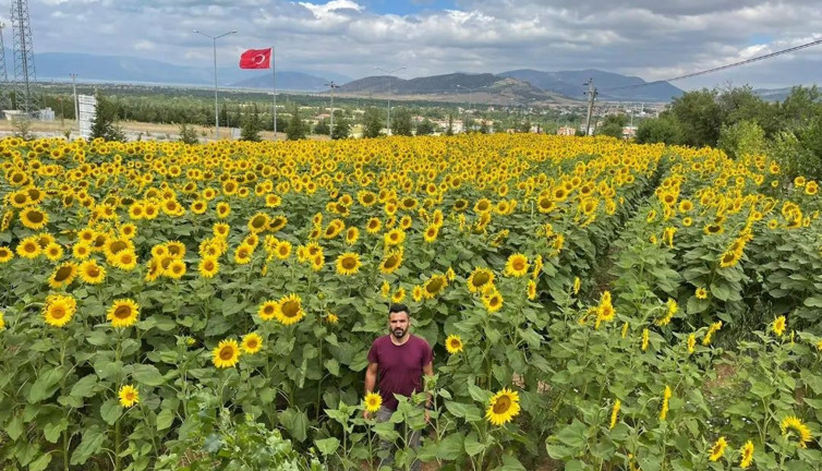 İstanbul'da 4 ilçede çayır tırtılı alarmı. 25 bin dekarlık tarlada görüldü