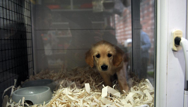 Petshop'ların kasaplar odasına bağlanmıştı. Yeni açıklama geldi. Kasaplarda kedi köpek mi satılacak