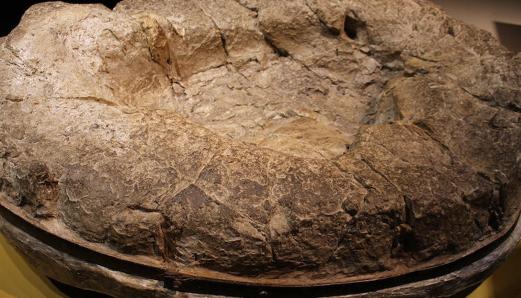 Restoranın avlusunda 100 milyon yıllık ayak izleri bulundu. Dünyanın en büyük dinozor türüne ait