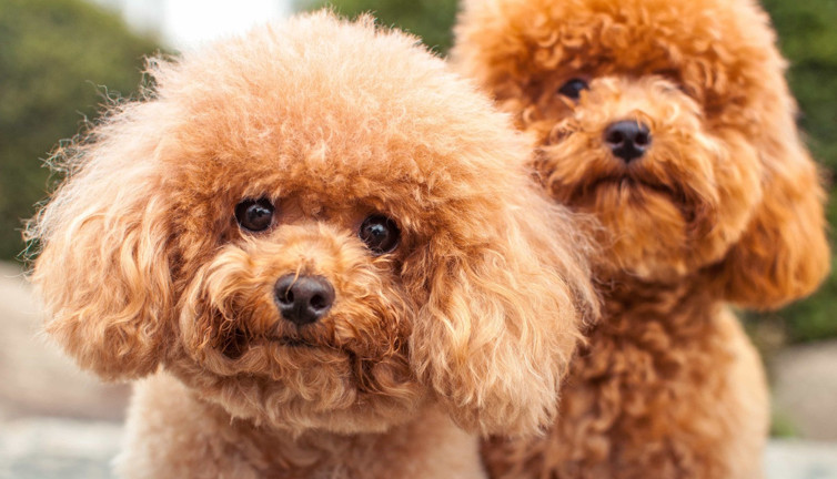 Dünyada ilk: Cins köpek klonlandı