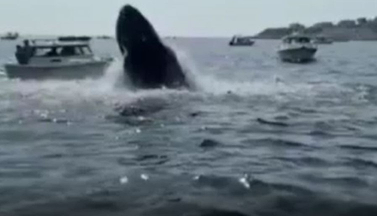 Kambur balina teknedekilere dehşete yaşattı