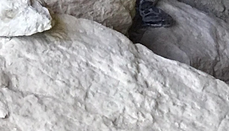 1 saat içinde öldürebilen zehirli "Wagner Kaya Engereği" görüntülendi