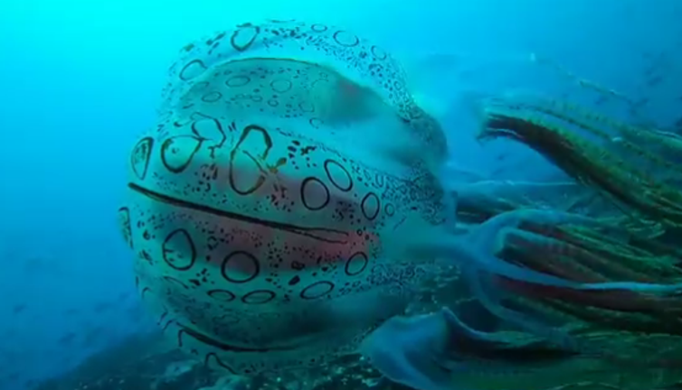 25 yıl sonra görüntülendi. Üzerinde garip işaretler var