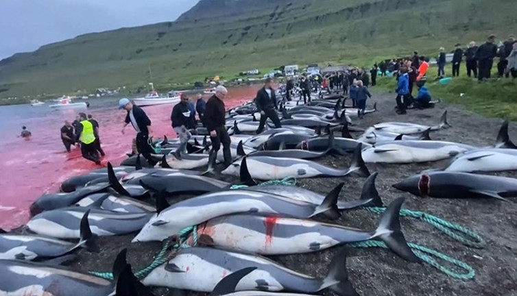 Faroe Adaları'nın Grindadrap Festivali'nde 100 şişeburunlu yunus katledildi