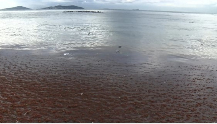 Caddebostan Sahili'nde şaşırtan görüntü