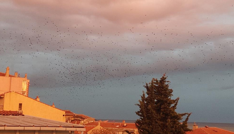 Hitchcock'un 'Kuşlar' Filmi gibi. Karga istilası