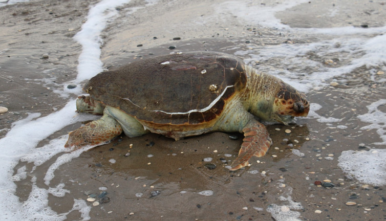 Mersin’de ölü Caretta caretta sahile vurdu