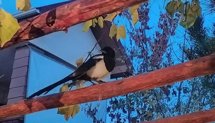 Saksağanın vefası