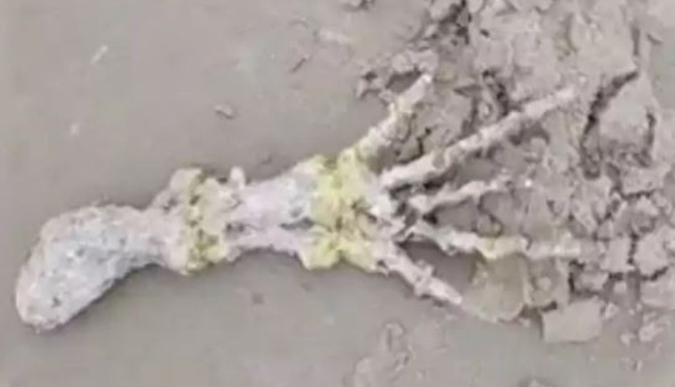 Deniz kenarında bulunan elin sahibi bakın kim çıktı