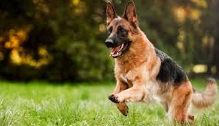 Yargıtay karar verdi ''köpeğime ısırtırım'' sözü silahla tehdit sayıldı