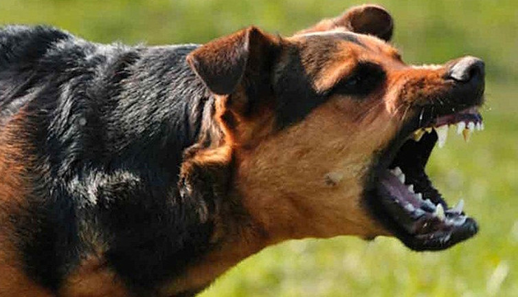 Bir mahalle kuduz şüphesi nedeniyle karantinaya alındı