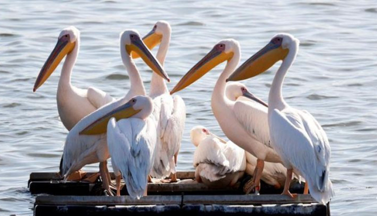 Kuş gribinden 14 bin hayvan telef oldu