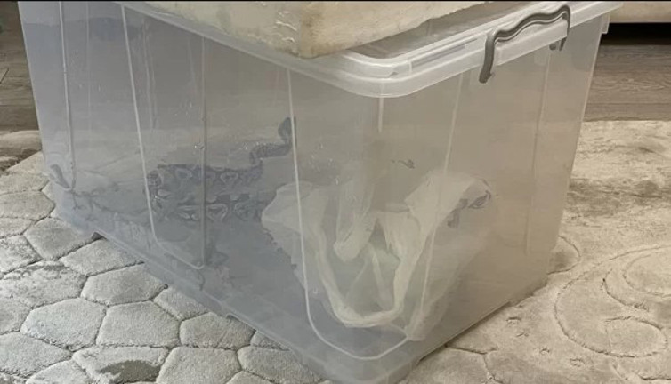 Aksaray'da bir evde kraliyet piton yılanı, kaplumbağa ve sakallı ejderler bulundu