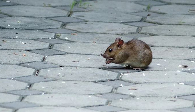Fare istilası başladı! Her yerden çıkıyorlar, halk panik içinde