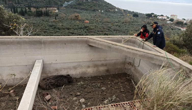 Sulama havuzuna düşen hayvan kurtarıldı