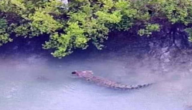 Dev timsah 1 yaşındaki çocuğu babasının gözleri önünde tek hamlede yuttu