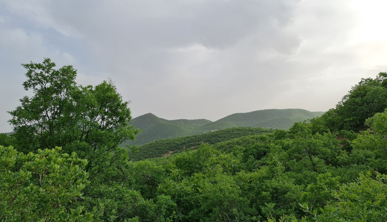 Tunceli Belediyesi’nin komünist başkanı Fatih Mehmet Maçoğlu gözü doğaya dikti. 26 futbol sahası büyüklüğündeki orman talan edilecek