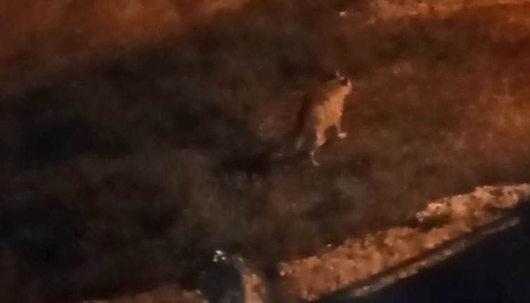 Aç kalan sırtlanlar evin bahçesine girdi