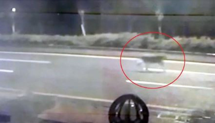 Ankara sokaklarında aslan paniği