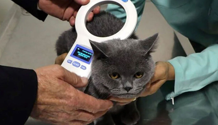 Evcil hayvanlar için çip zorunluluğunda süre uzatma talebi