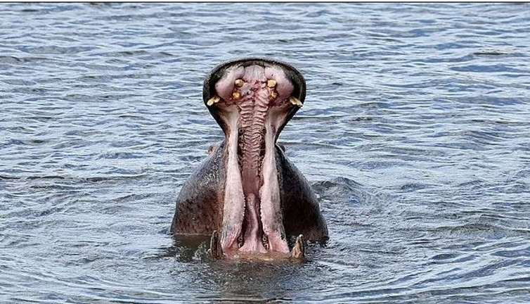 Su aygırı yuttuğu çocuğu taş atılınca kustu