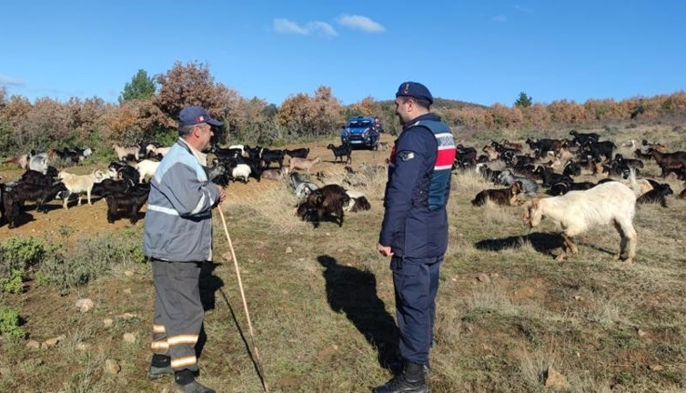 Kaybolan küçükbaş hayvan sürüsü ağıldan 5 kilometre uzaklıkta bulundu