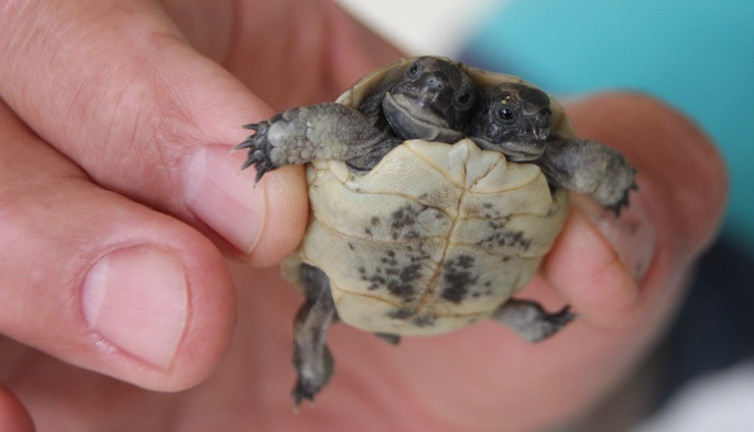 Antalya’da bulunan çift başlı kaplumbağa yavrusu korumaya alındı