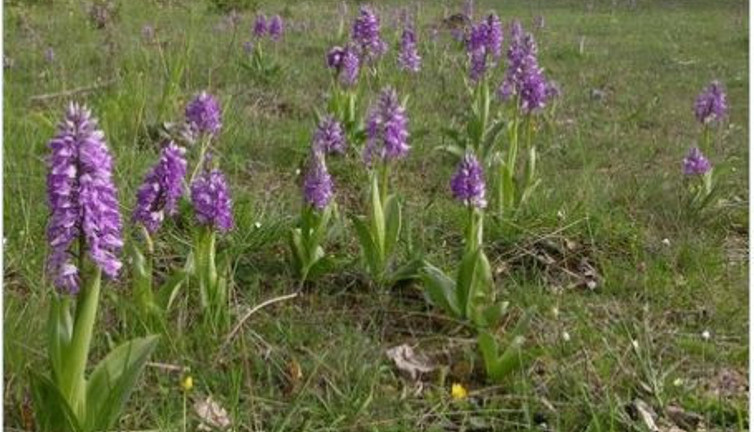 Dağdan topluyorlar kilosunu 3 bin TL'ye satıyorlar