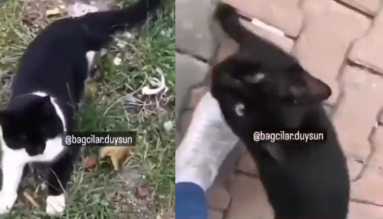 Sapkınlar kedi patilerini kesip kesip sahtekar hocalara götürüyorlar. Büyü adı altındaki vahşet bitmiyor
