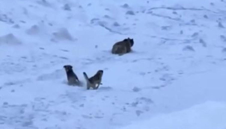 Ayıyla göz göze gelen dağcıları kangal köpekleri kurtardı