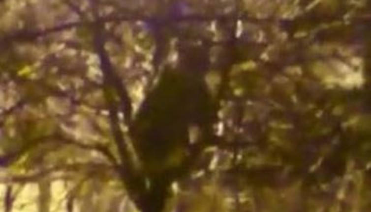 Vatandaşın ağaca çıkan ayıyla güldüren konuşması