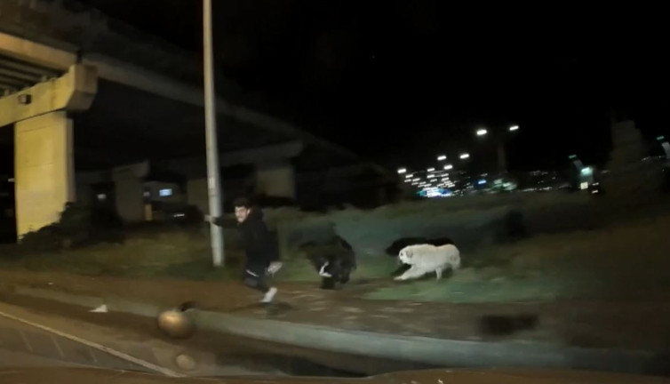 Başıboş köpeklerden kaçarken az daha eziliyordu