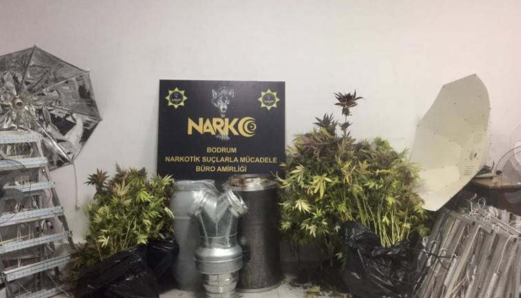 Evini kenevir bahçesine çevirmiş