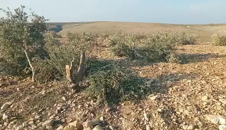 Vicdansızlar zeytin ağaçlarını kesip kaçtı