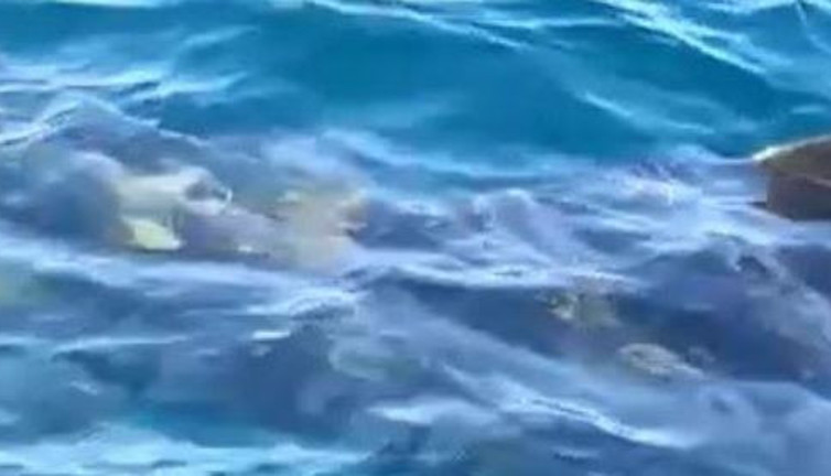 Edremit'te 10 metrelik köpek balığı korku saçtı