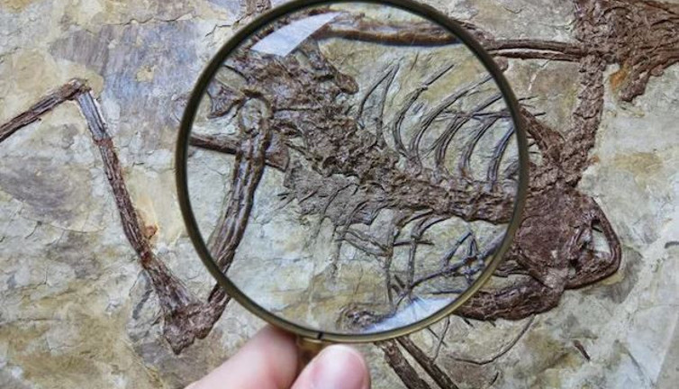 120 milyon yıllık dinozorun midesinden çıktı. Bilimsel olarak ilk veri elde edildi